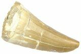 Fossil Mosasaur (Hainosaurus) Tooth - Morocco #364143-1